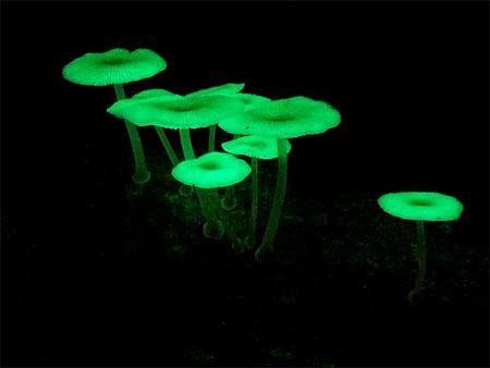 螢光小菇(生物發光菌)
