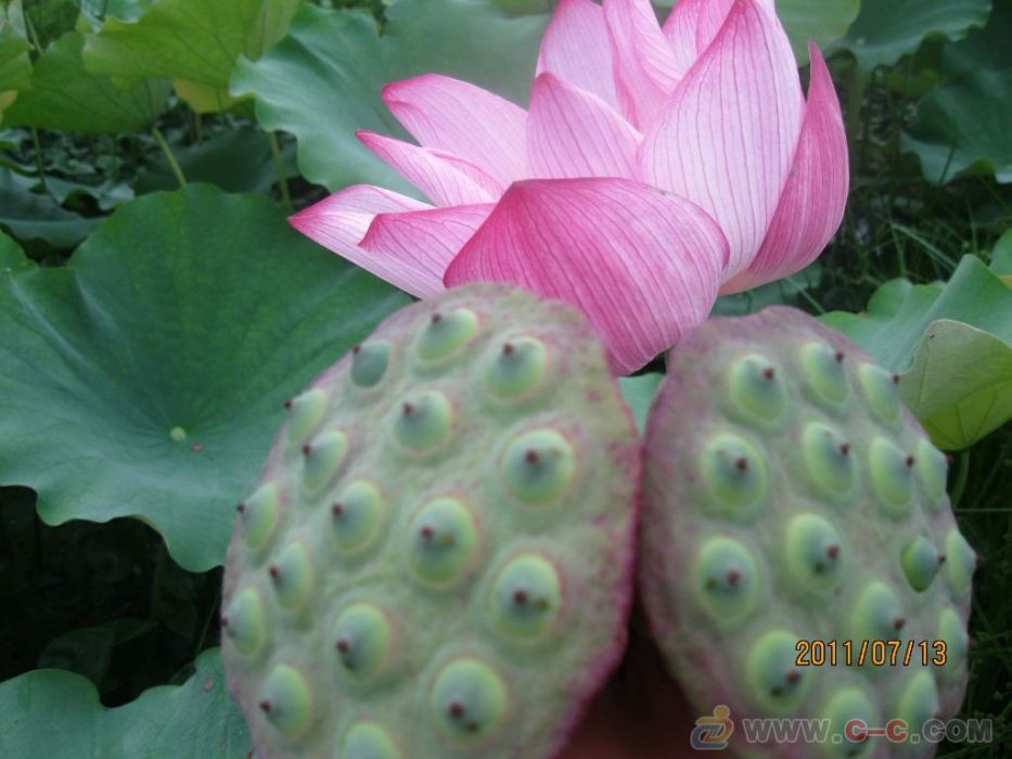 太空蓮3號 太空蓮3號