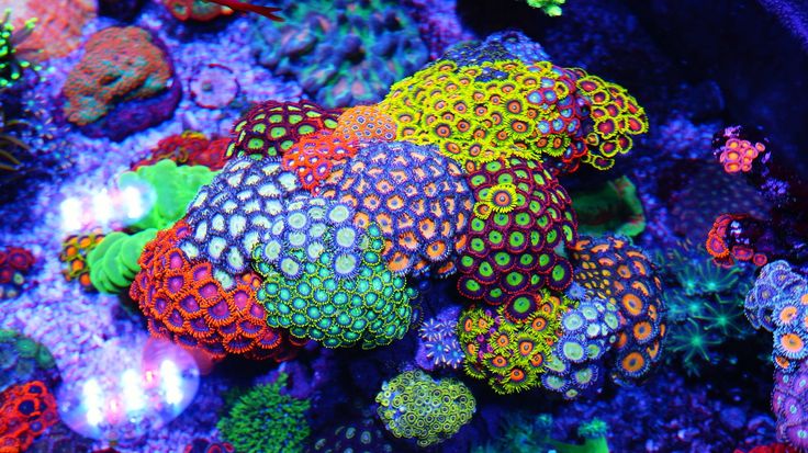 紐扣珊瑚