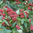 球花栒子 球花栒子
