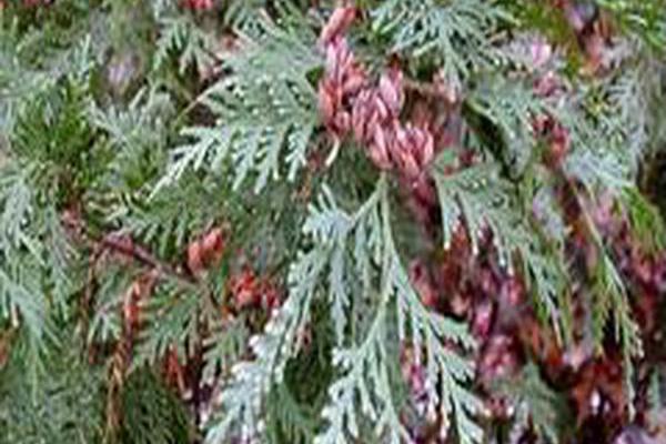 Thuja occidentalis Thuja occidentalis