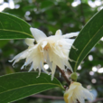 白花八角 白花八角