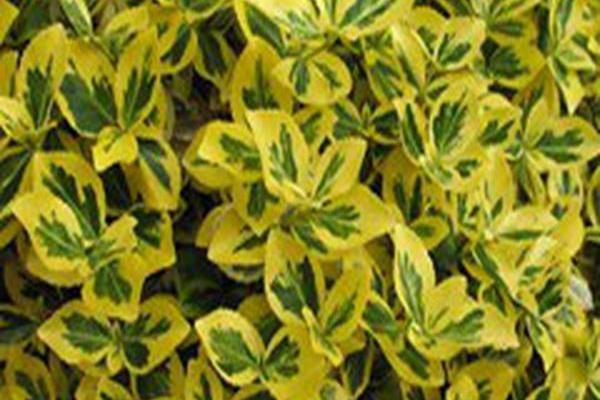 Euonymus fortunei \x27Canadale Gold\x27