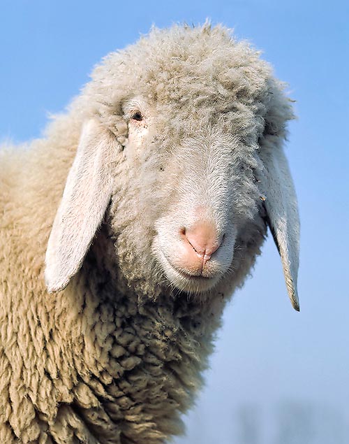 綿羊