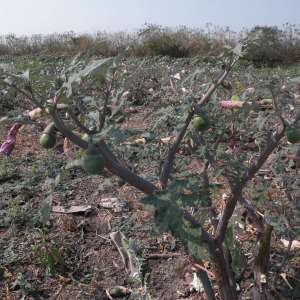 Datura ceratocaula