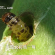 豆角蟲 豆角蟲