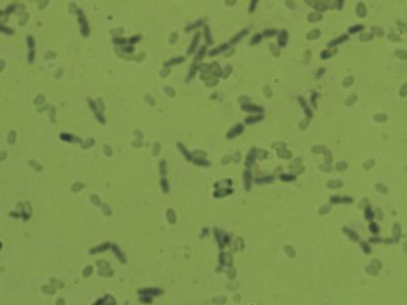 地衣芽胞桿菌活菌膠囊