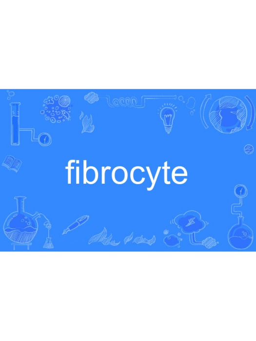 fibrocyte fibrocyte