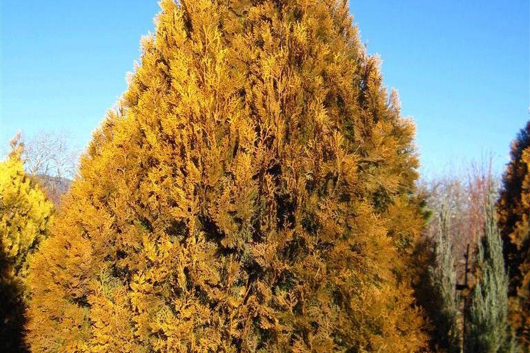 京灑柏6號 京灑柏6號