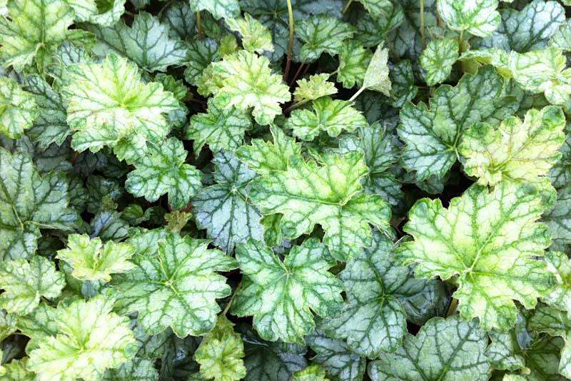 Heuchera \x27PWHEU0103\x27 DOLCE CREME DE MENTHE Heuchera \x27PWHEU0103\x27 DOLCE CREME DE MENTHE