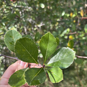 Crataegus crus-galli