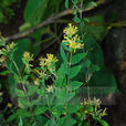 多毛蕘花 多毛蕘花