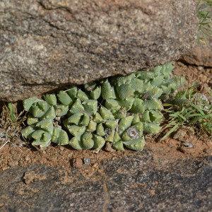 Stomatium viride