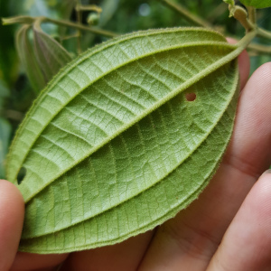 Miconia cuspidatissima