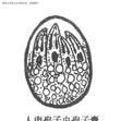頂復動物亞門
