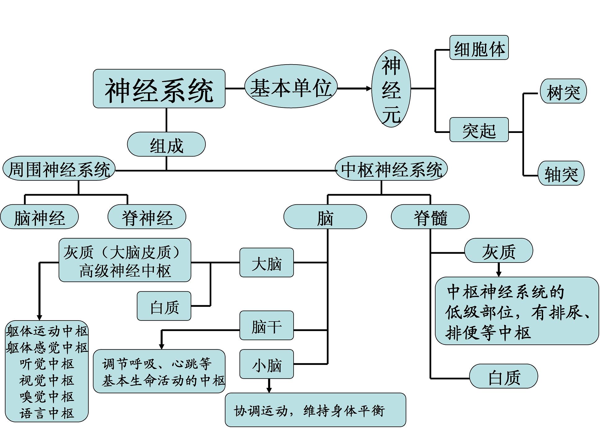 周圍神經