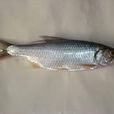 三泥魚 三泥魚