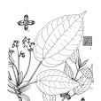 瘤果冷水花 瘤果冷水花