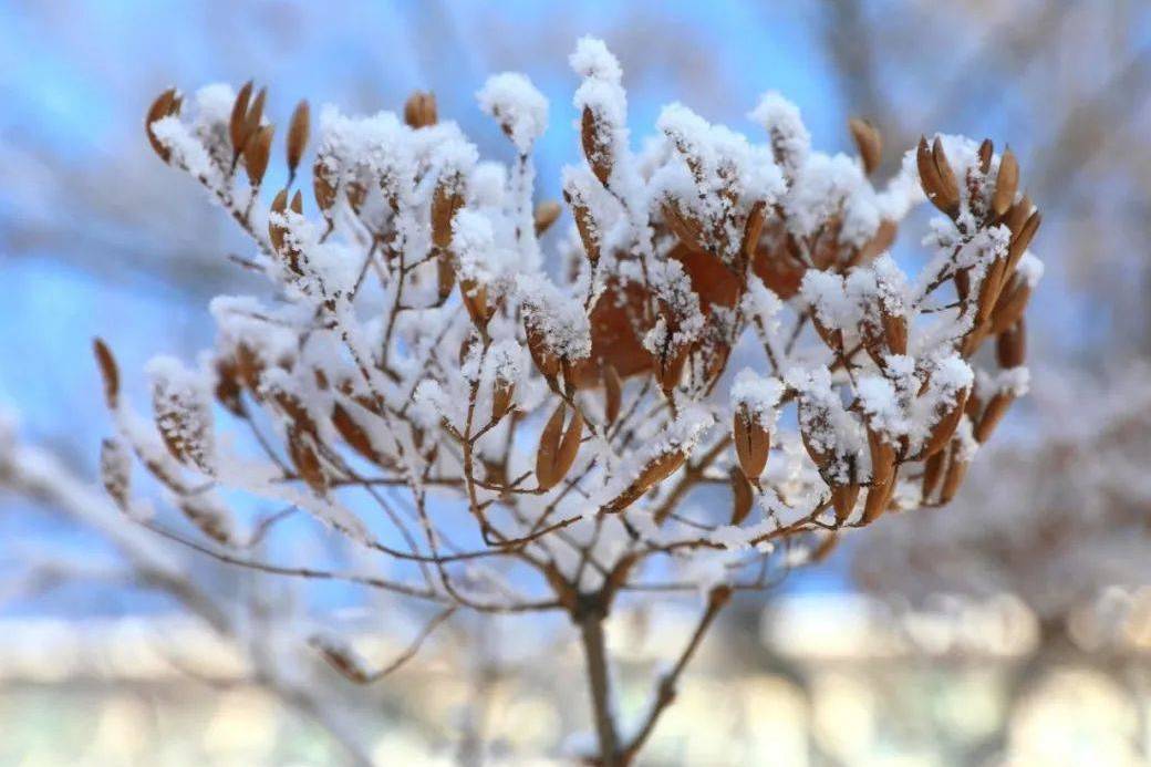避霜花 避霜花