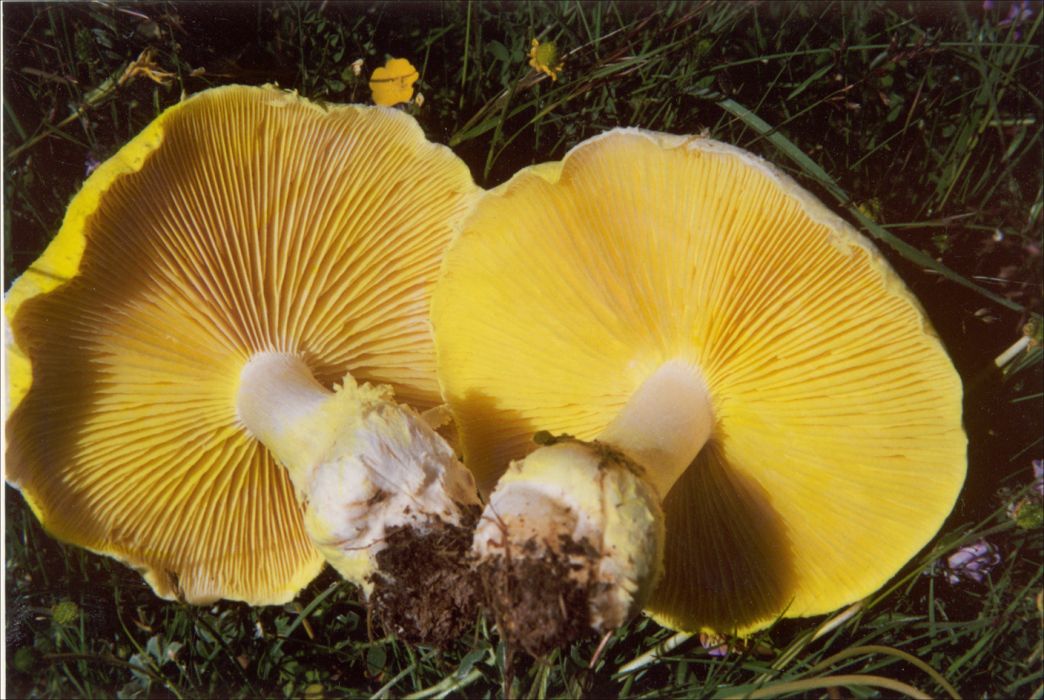 黃綠蜜環菌(金蘑菇)