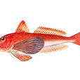 綠鰭魚 綠鰭魚