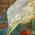 麻鳽 麻鳽