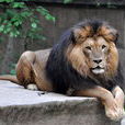 克魯格獅(南非獅)