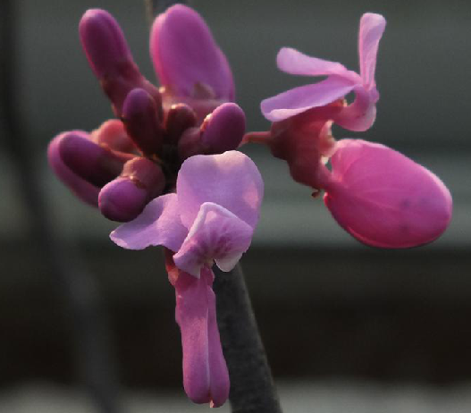 紫荊花(中藥)
