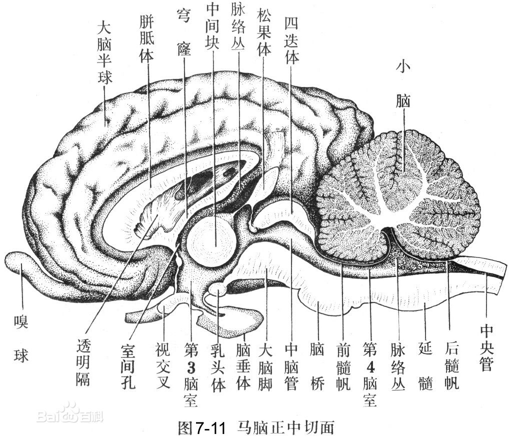 中樞神經系統