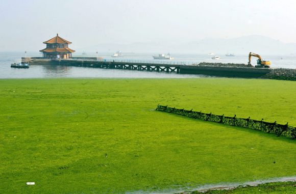 中國黃海大規模綠潮