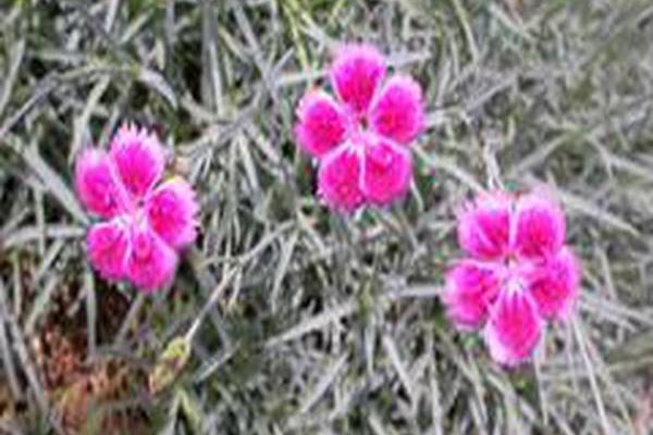 Dianthus \x27Pixie\x27