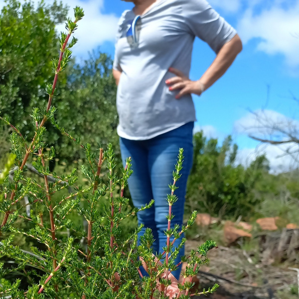 Anthospermum spathulatum