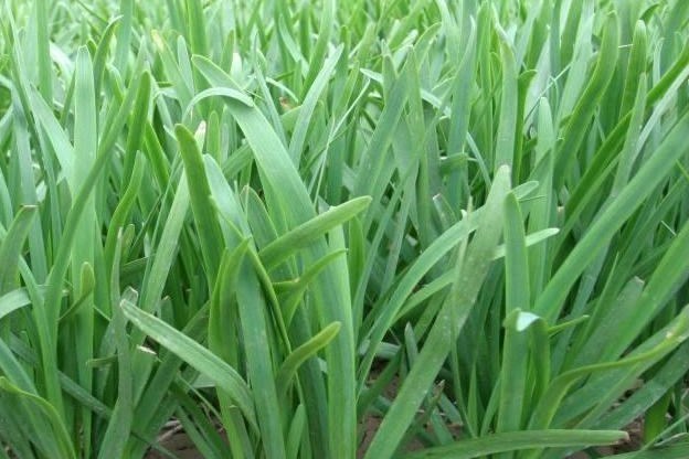 多抗2號韭菜 多抗2號韭菜