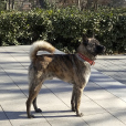中華虎斑犬 中華虎斑犬
