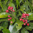 茵芋屬 茵芋屬