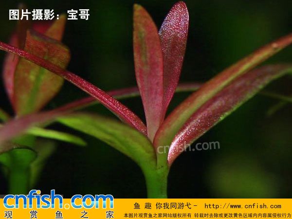 粉紅頭 粉紅頭