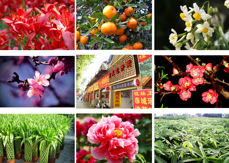 花卉盆栽 —梧州春節節慶文化特色元素