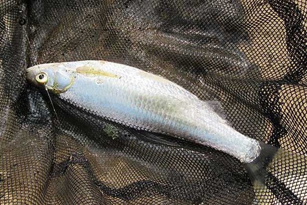孑魚屬 孑魚屬