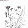 吉林風毛菊 吉林風毛菊