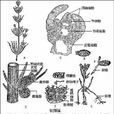 果胞系 果胞系