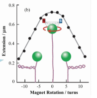磁鑷用於DNA拓撲學研究