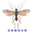 菜粉蝶絨繭蜂 菜粉蝶絨繭蜂