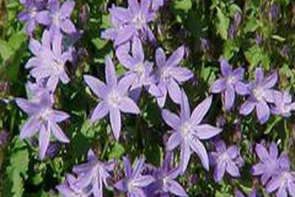Campanula poscharskyana Campanula poscharskyana