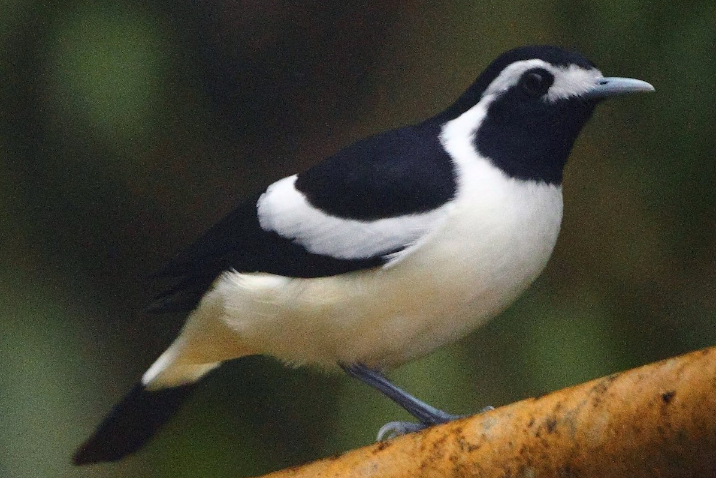 山鵲鷯