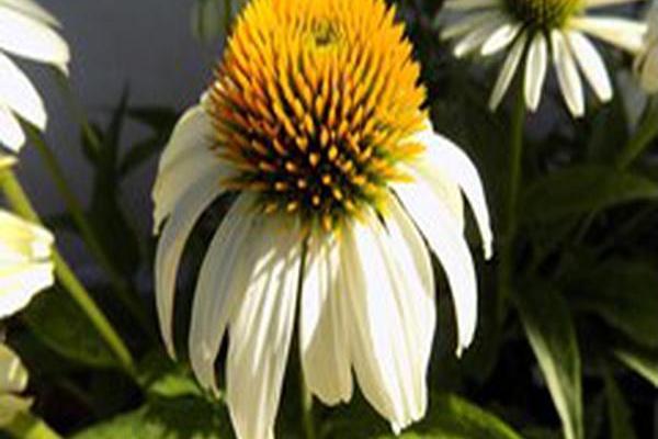 Echinacea purpurea \x27White Swan\x27 Echinacea purpurea \x27White Swan\x27