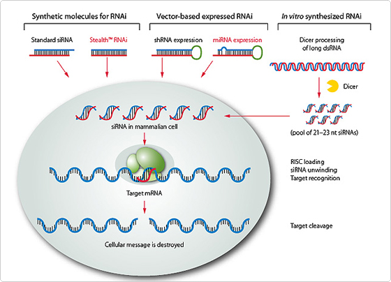 RNA干擾技術服務