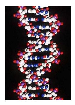 脫氧核糖核酸(DNA)模型