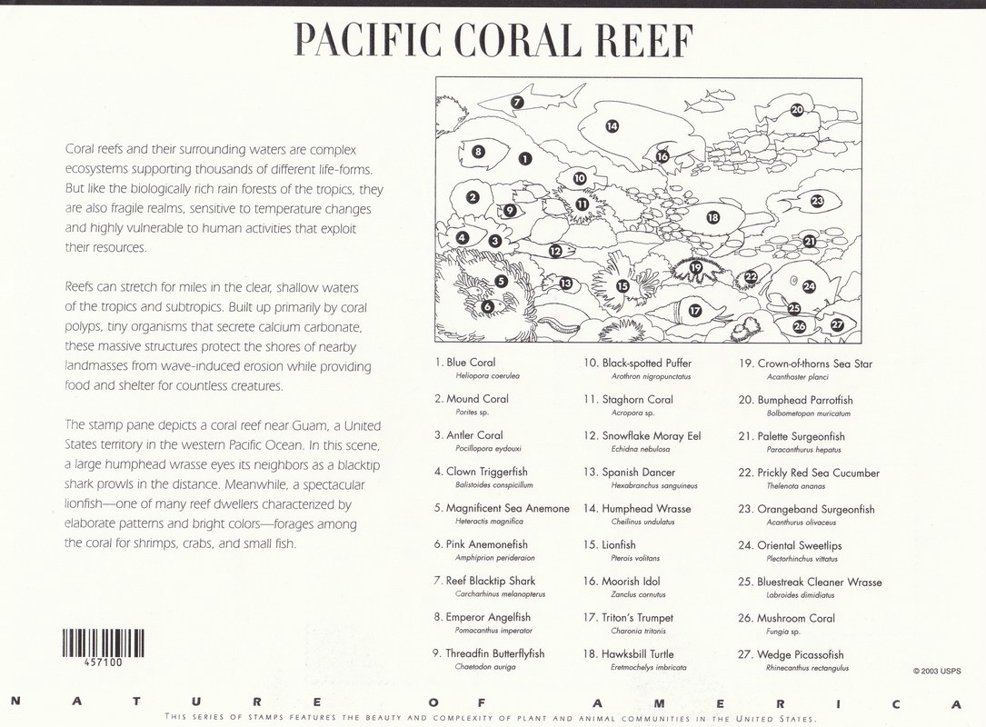 太平洋珊瑚礁（背面）