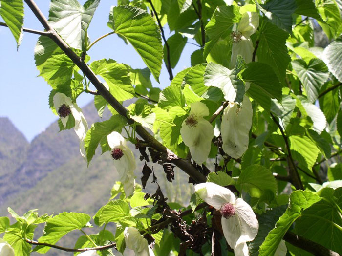 光葉珙桐－國家一級保護植物