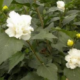廣寧白花 廣寧白花